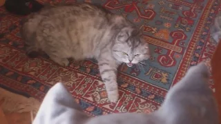 Кот испугался игрушки, прикол, животные, funny, cat,