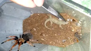 Fireleg tarantula vs lizard
