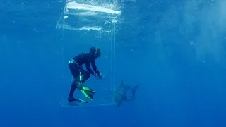 L'île des requins géants: il est entouré de requins et sa cage ne ferme plus !