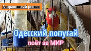 Одесский попугай поет за Мир🌍 Староконный рынок 👌