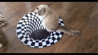 Cats vs Indoor Sinkhole’s