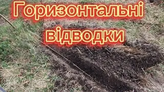 🌳Фундук Розмноження Горизонтальні Відводки 2024. 5 способів