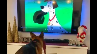 German shepherd melts heart when she copies moves from Disney's 101 Dalmatians