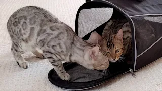 Kitten Siblings Reuniting