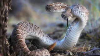 Western Diamondback Rattlesnake wakes me up!