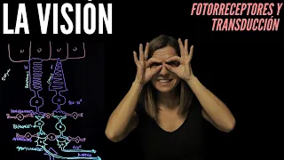 Fisiología de la visión