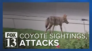 Sandy, Draper residents reporting increase in coyote sightings, pets attacked