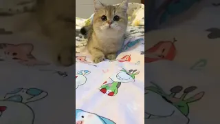 OMG So Cute Cats ♥ Best Funny Cat Videos 2021,Fun Pets  #  9 116