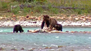 Grizzly Family Finds an Elk Carcass