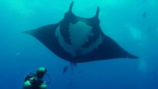 Socorro Islands Diving, Mexico (Archipielago de Revillagigedo)