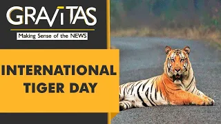 Gravitas: How India is saving the tigers