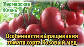 Особенности выращивания томата сорта Розовый мед