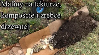 Maliny na tekturze, kompoście i zrębce drzewnej