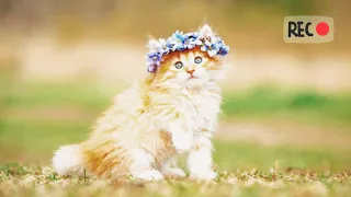 СМЕШНЫЕ КОТИКИ И ДРУГИЕ ЖИВОТНЫЕ 2023/FUNNY CATS AND OTHER ANIMALS/KUCING LUCU DAN HEWAN LAINNYA №6