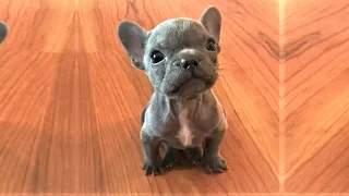 Rescue Tiny Frenchie Who Is Sassy and Such A Master Complainer