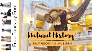 Highlights of the Smithsonian Natural History Museum