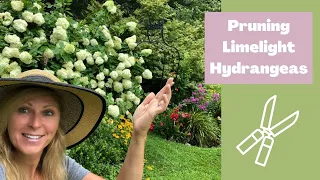 Hydrangeas care tips | Pruning Limelight Hydrangeas  | Hydrangea