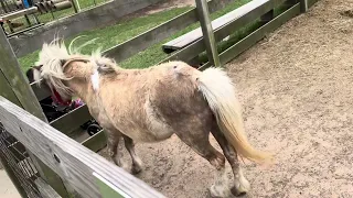 Farm compilation with kids ride on tractor, truck ,Animals! Amir and Imran