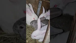 Кролики - это не только ценных мех, Борзая - Ризен #baby #hare #bunny #rabbit