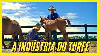 TURFE, a INDÚSTRIA