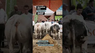 Belgisch Witblauw KAMPIOENSCHAP fokkers #shorts #BlancBleuBelge #belgianblue #animal #cow #koe