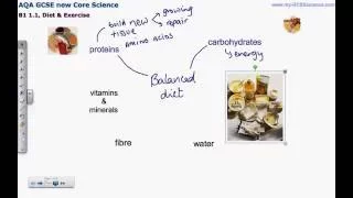 mygcsescience  Diet and Exercise 1