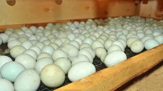Awesome Technique in Hatching Duck Eggs - Incubating Hundreds of Ducks eggs ( Brooder to coop )