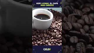 Kopi Luwak, El café mas caro del mundo! #shorts