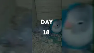 DAY 1- DAY 30 OF AFRICAN LOVEBIRDS CHICK'S || watching how fast the chick's grow