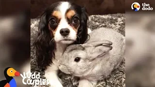 Sick Dog Gets Support from Bunny Best Friend - LOLA & PEPPER | The Dodo Odd Couples