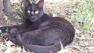 🐾Watch a Cat's Serenity to Relieve Stress🍇