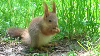 Белки и бельчата. Зарисовка / Squirrels and squirrels babys. Sketch