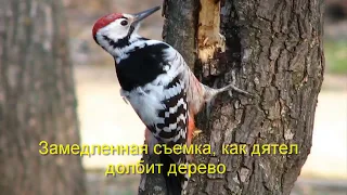 Замедленная съёмка. Дятел долбит дерево.