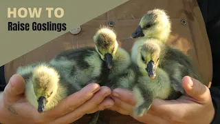 How to Raise Goslings