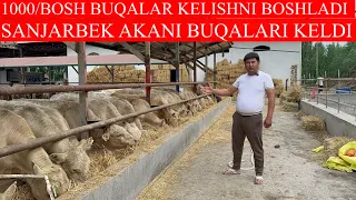 SANJARBEK AKANI 1000/BOSH BUQALARI KELISHNI BOSHLADI.TOZZA 100+100 BUQALAR KELADI