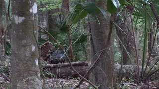 Florida Turkey Hunt 2023. First Osceola!