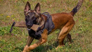 Малинуа - сборник видео  2020 "Бельгийская овчарка" Malinois - video collection2020 Belgian Shepherd