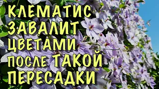 Пересадите ТАК КЛЕМАТИС и он ЗАВАЛИТ ЦВЕТАМИ