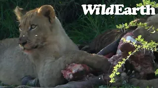 WildEarth - Sunset Safari - 17 Nov 2022