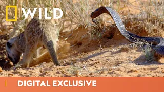 Cobra Vs. Meerkats | Africa’s Deadliest | National Geographic Wild UK