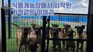 개농장에서 구조된 개들의 기적같은 이야기 #도사견 #개농장 #유기견