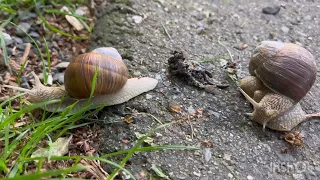 snails; 蝸牛; Siput; カタツムリ; sniglar; snigla; 달팽이들; σαλιγκάρια; snegle; Con Ốc Sên; snegler