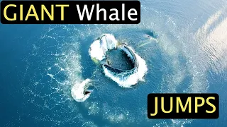 GIANT Whale Jumps  - TOP 60 Whale Encounters!