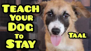 HOW TO TEACH YOUR DOG TO STAY (TAGALOG)