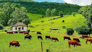 Relíquias  do Sertanejo Raiz