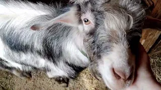 Рабочая неделя началась🐰🐷🐥👍.Ему квартиру дали он ее ломает,🤦🐶