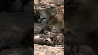 Mother lioness taking care of her three little cubs😍! #shorts#baby#lion