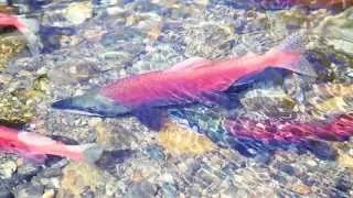 Vedder Rotary Trail - Salmon Science