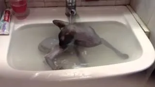 Кот Чуча  кайфует в раковине с водой