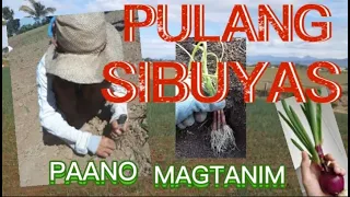 PAANO MAGTANIM NG SIBUYAS | FARMING RED ONION | BUHAY PROBINSYA | Laniah Neo